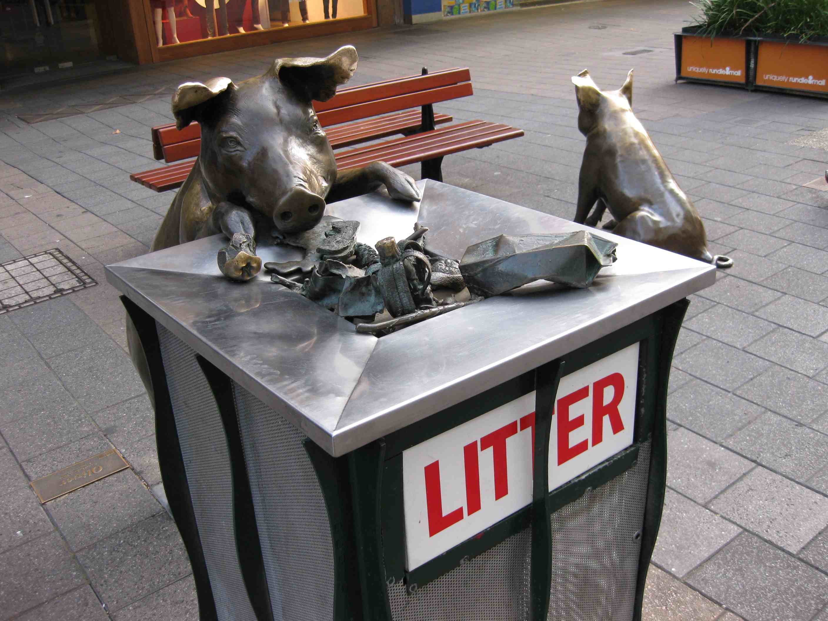 Litter pigs in Adelaide