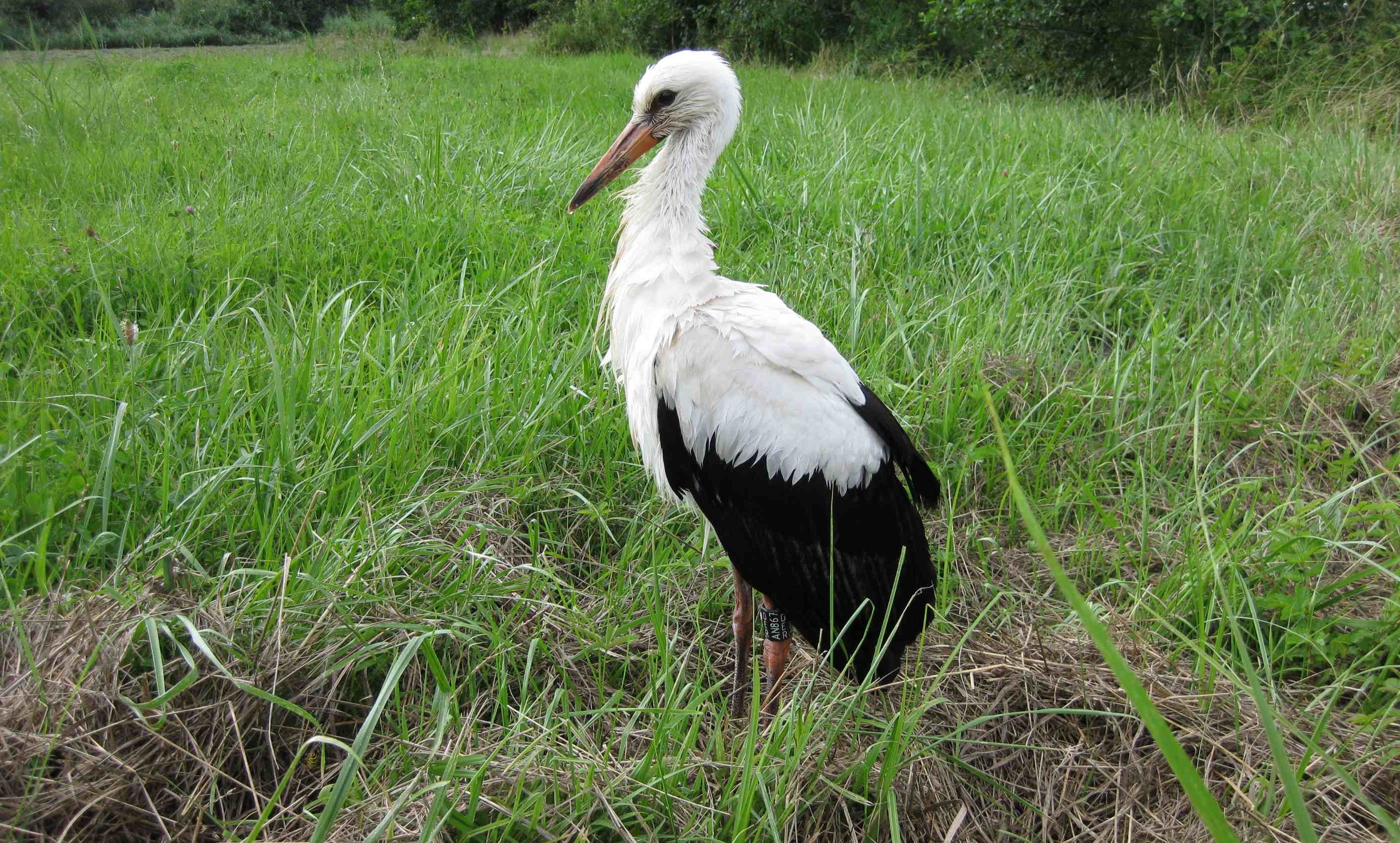 Stork Benjamin