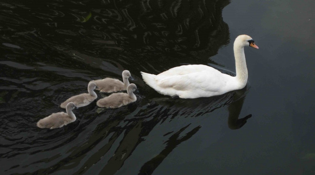 Swan family in The Hague, Netherlands