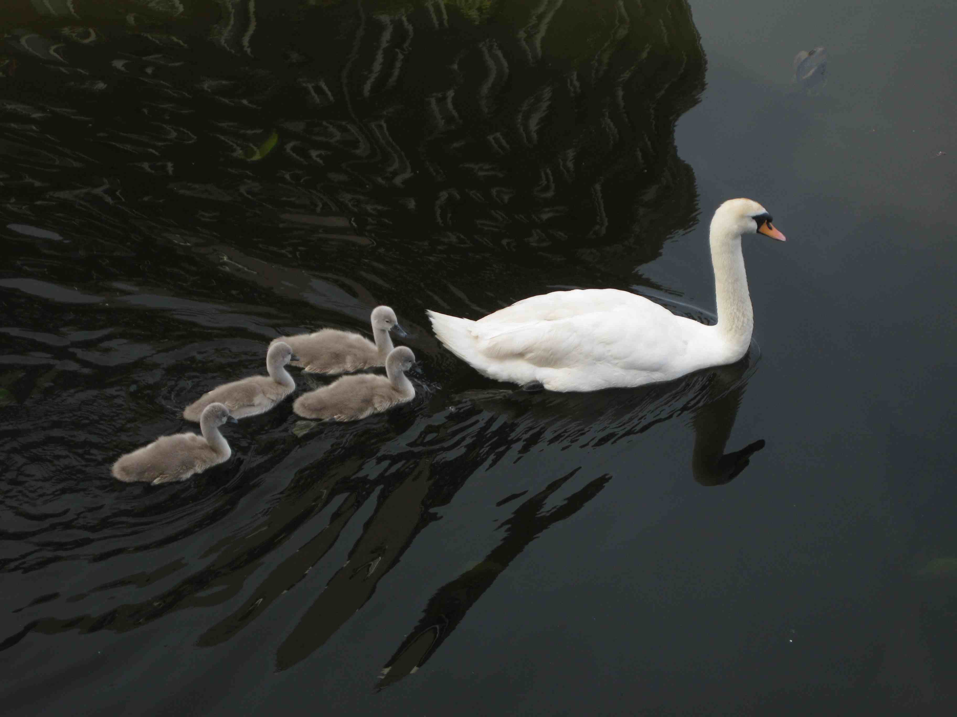 Swan family in The Hague, Netherlands
