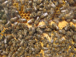 Bienen im Allgäuer Bergbauernmuseum in Diepolz