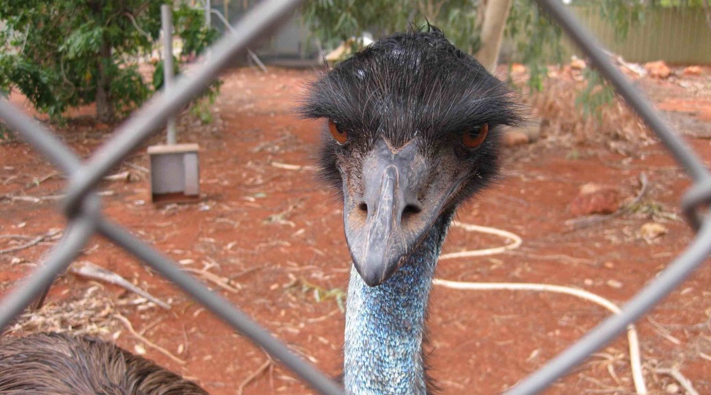Attentive emu in Australia