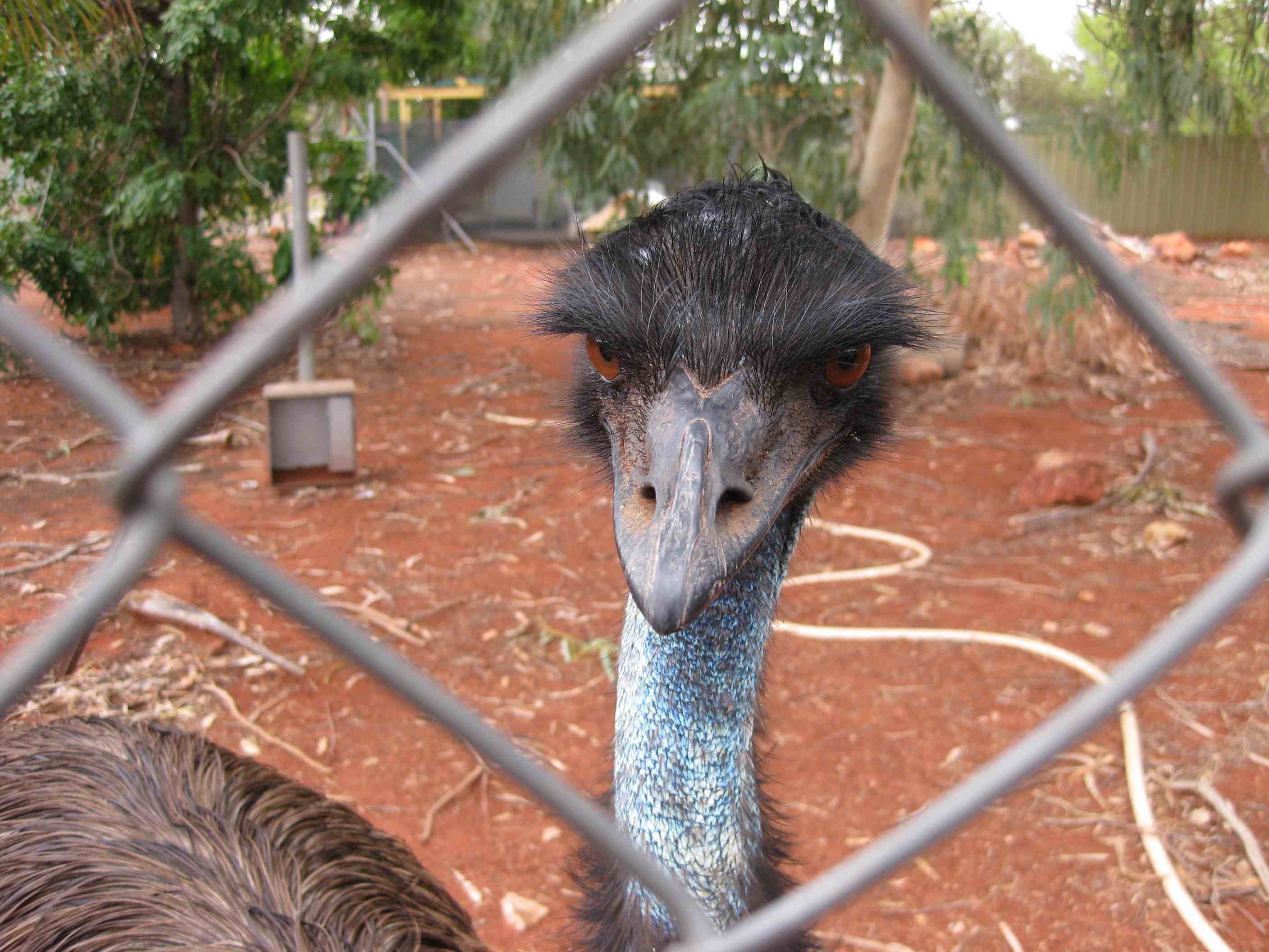 Attentive emu in Australia