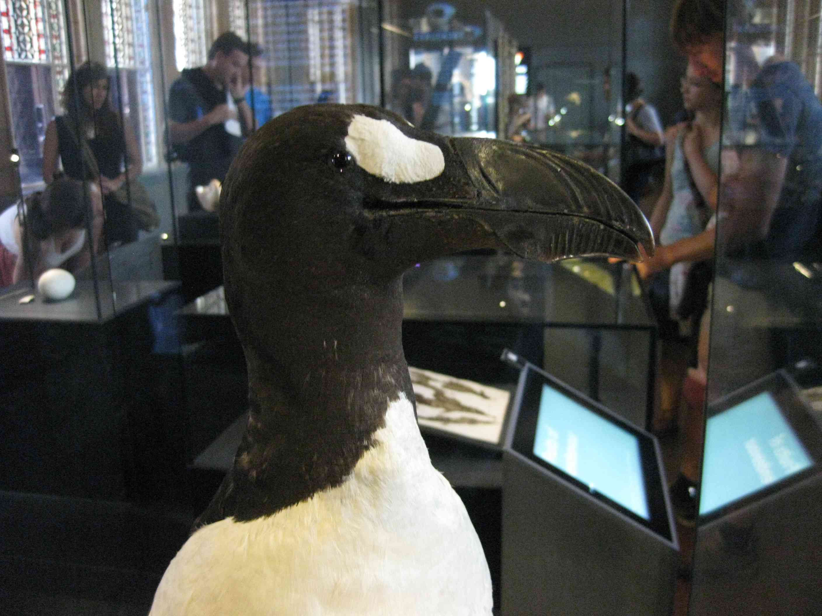 Great Auk in the Natural History Museum in London, UK