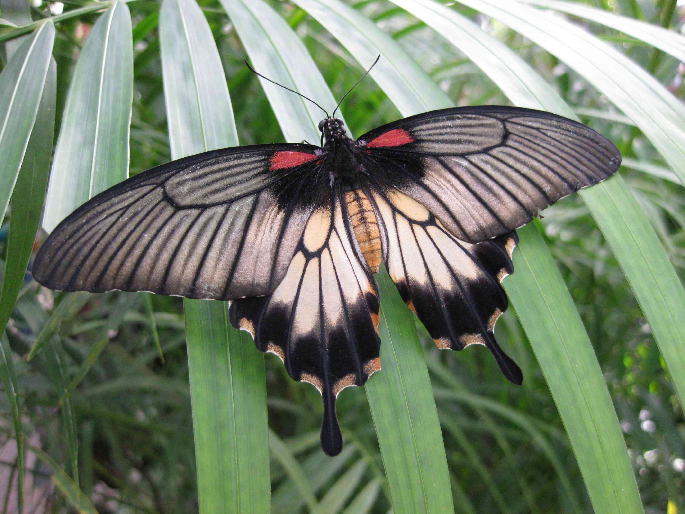 Schmetterling im Schmetterlingshaus auf der Insel Mainau