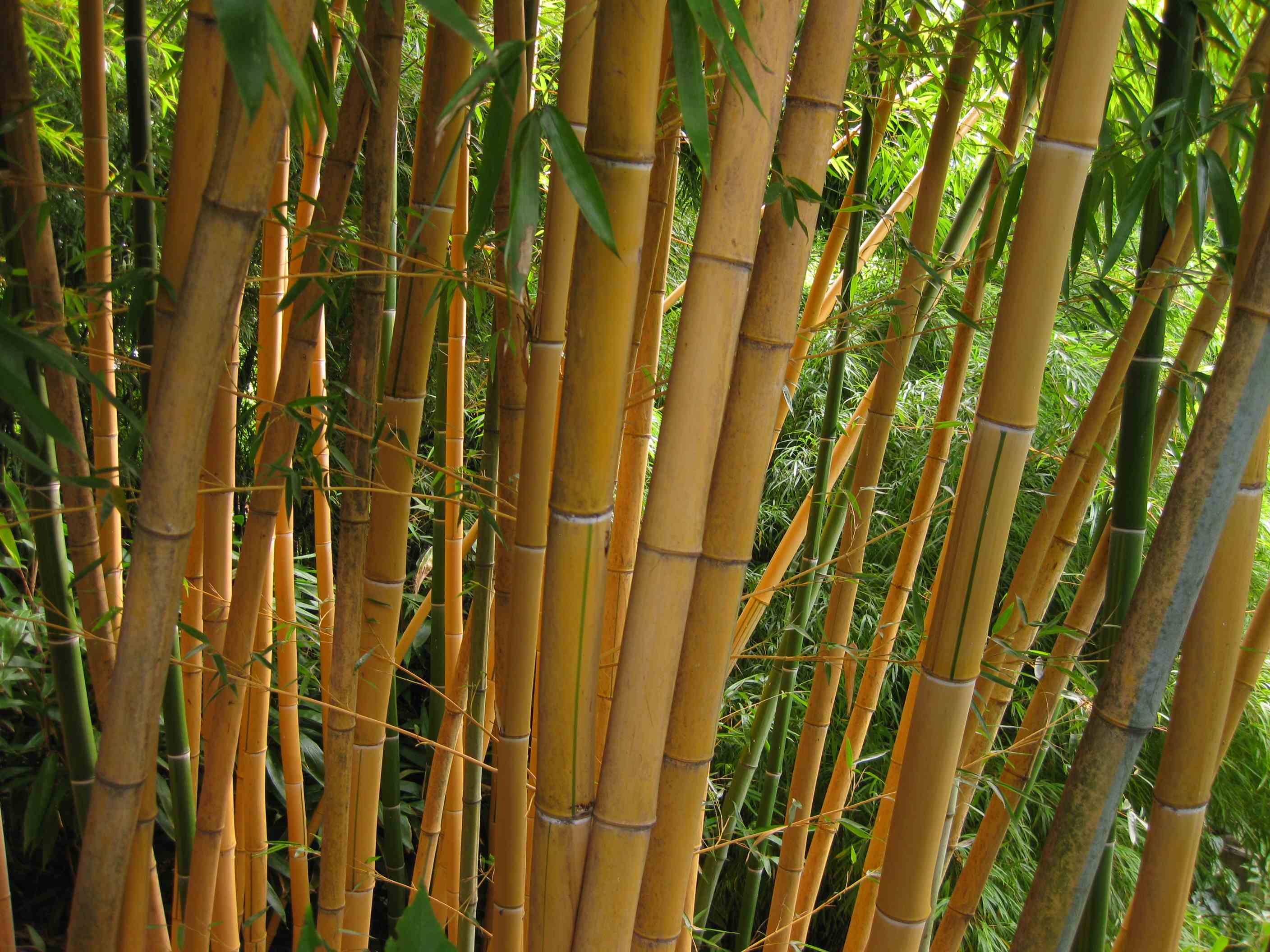 Bambus im Garten von Schloss Trauttmansdorf in Meran, Südtirol