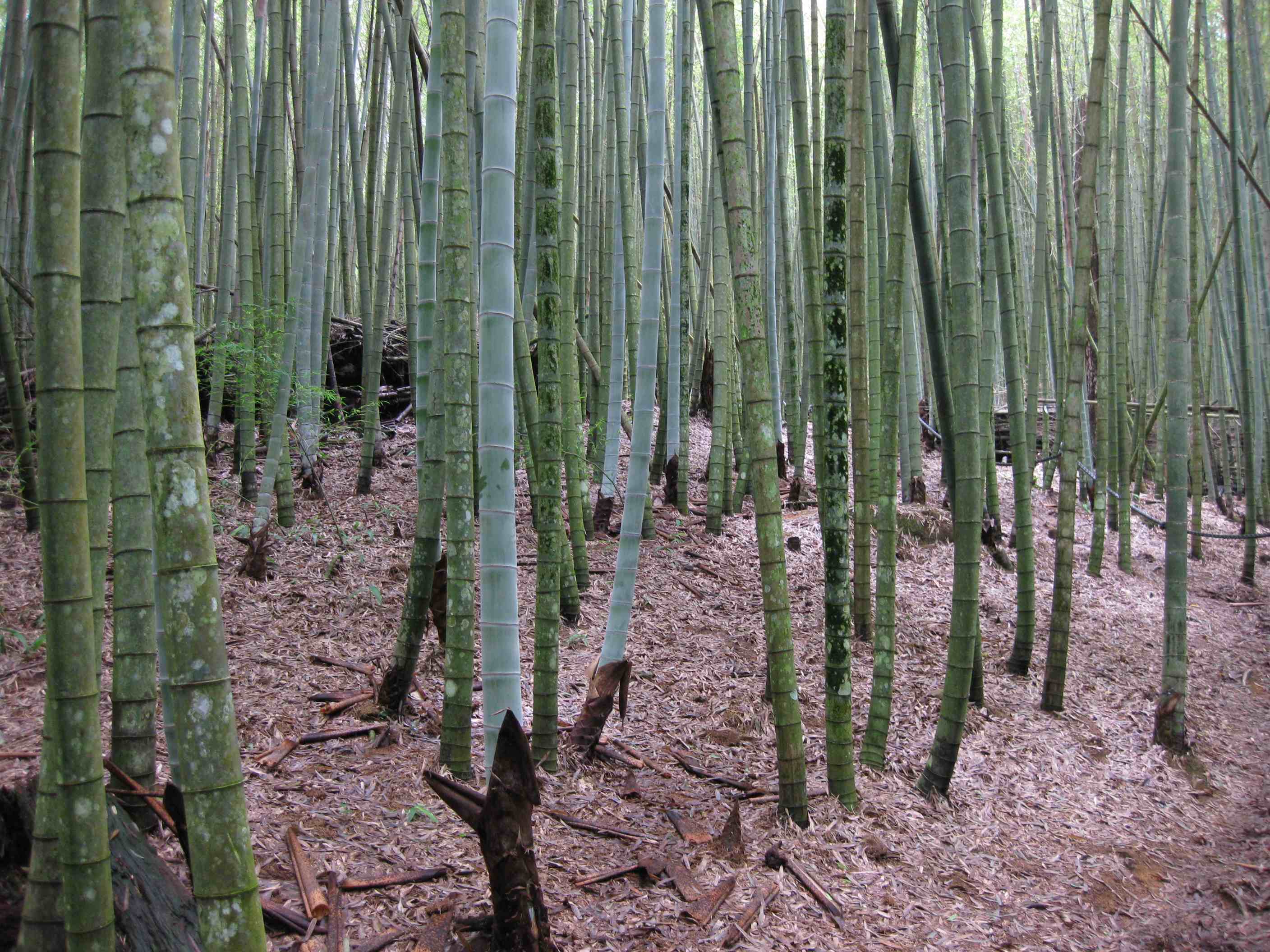 Bamboo forest in Taiwan