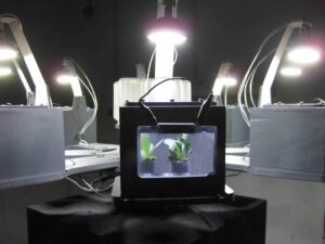 Installation "Trans*Plant" der Künstlergruppe Quimera Rosa bei der Ars Electronica in Linz 