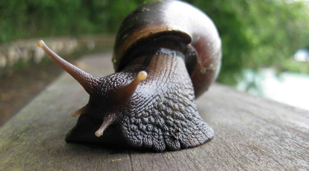 Taiwanese snail