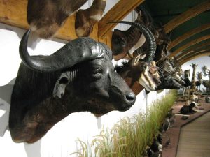 Jagdtrophäen in der Arche Noah