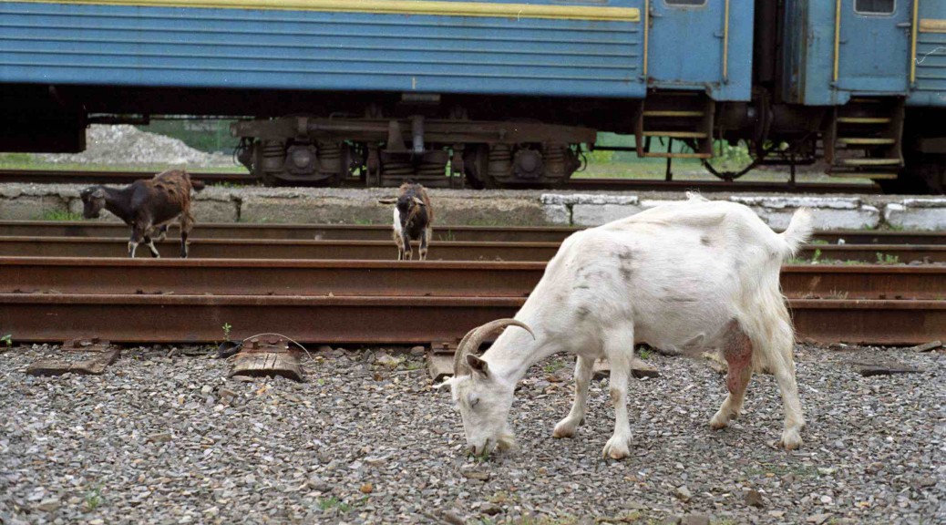 Goat in Ukraine